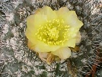 Copiapoa humilis.jpg